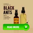 how to get rid of black ants 