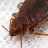 cinnamon bed bug killer