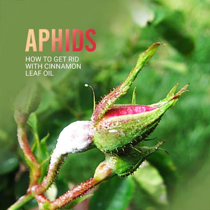 How to Get Rid of Aphids with Cinnamon