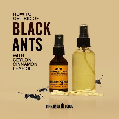 Natural Black Ant Control with Ceylon Cinnamon Leaf Oil